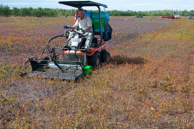 20090829_132508 D3.jpg - Picking Blueberries, Lake St Jean Region